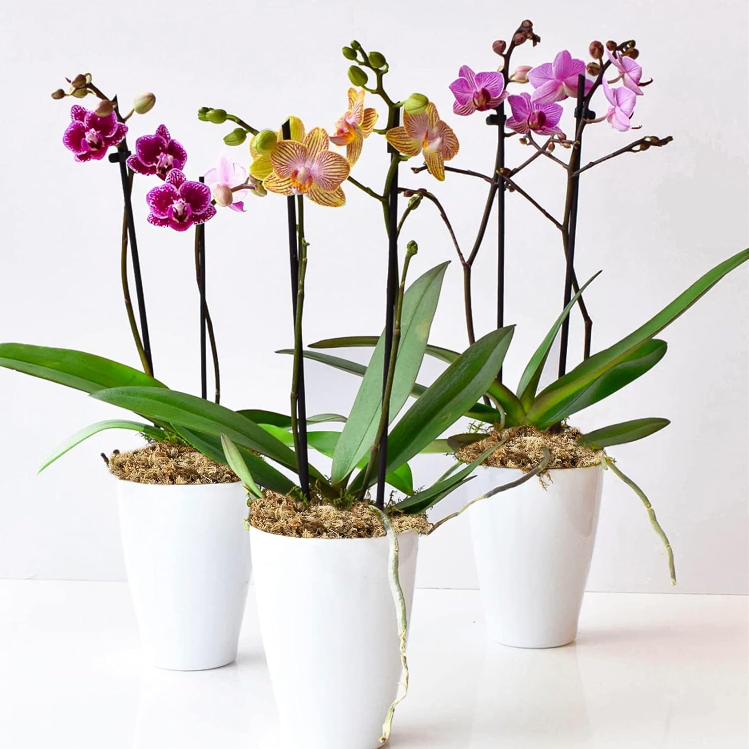Sukh Musgo de esfagnum para plantas de 20 onzas, musgo de turba de esfagno, musgo seco natural de fibra larga para orquídeas, suculentas,