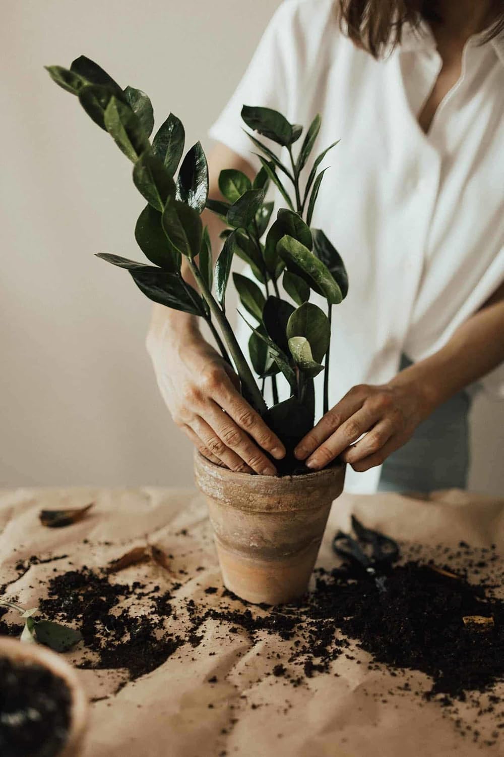 Mezcla para macetas Zamioculcas de primera calidad, eleva tu espacio con una elegancia llamativa y una belleza distintiva, 4 cuartos de galón
