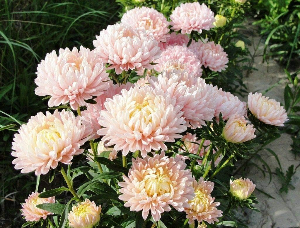 30 Semillas Mixtas Paeony Aster Callistephus Peonía Rojo Rosa Blanco Azul Púrpura Flor #LKY