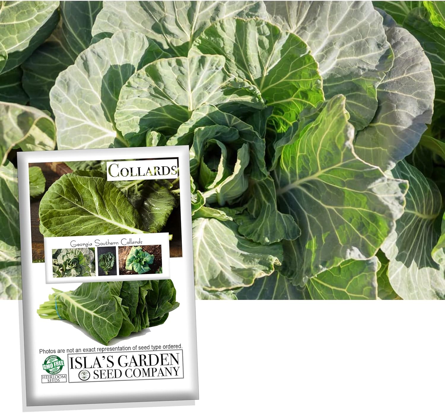 Georgia Southern Collards Seeds para plantar, más de 500 semillas tradicionales por paquete, semillas de jardín de Isla (semillas de jardín de