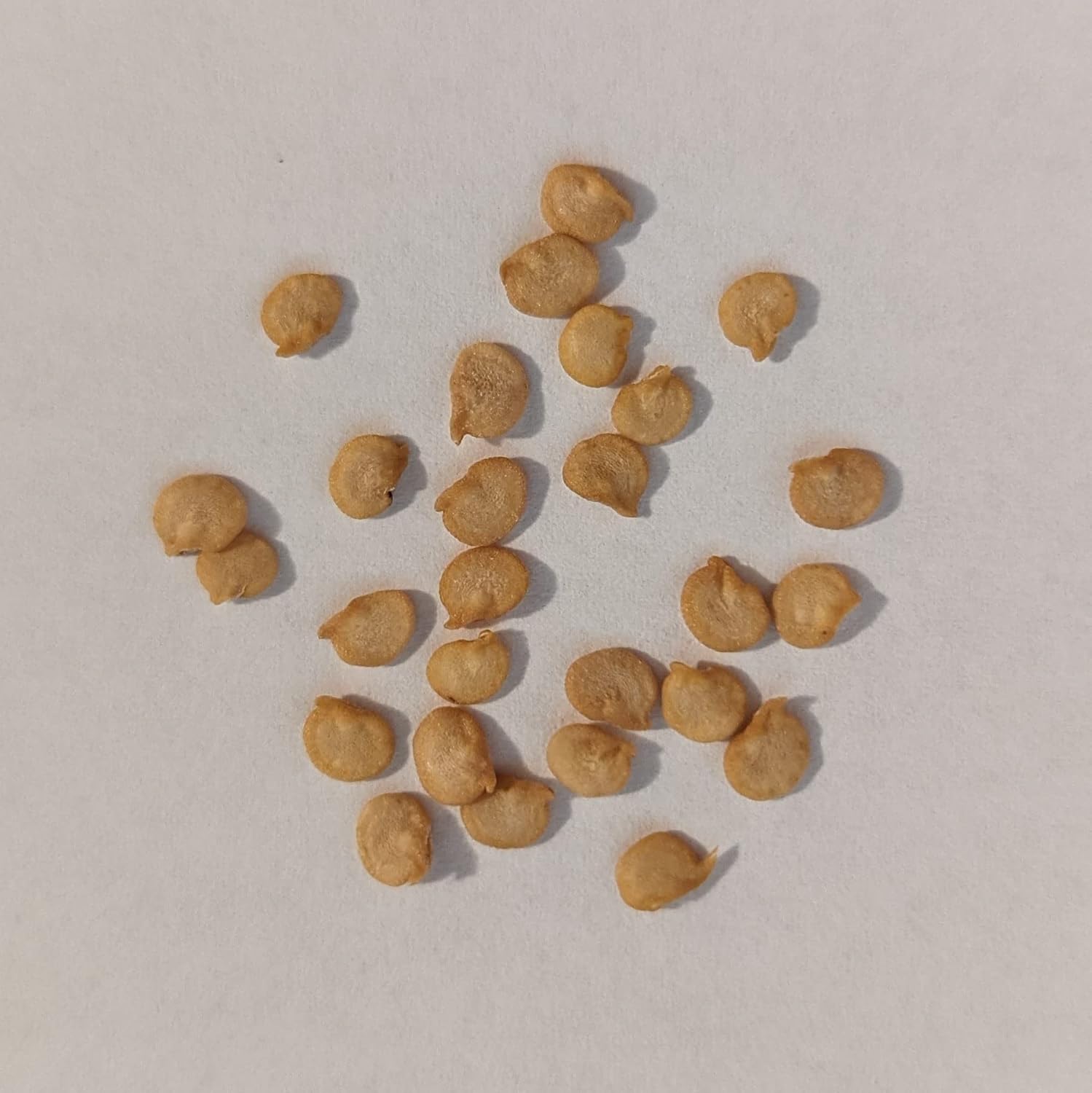 PAPAW’S GARDEN SUPPLY LLC. HELPING THE NEXT GENERATION GROW! Hatch Valley – Semillas de pimiento picante de jalapeño amarillo, sin OMG, 1 paquete de