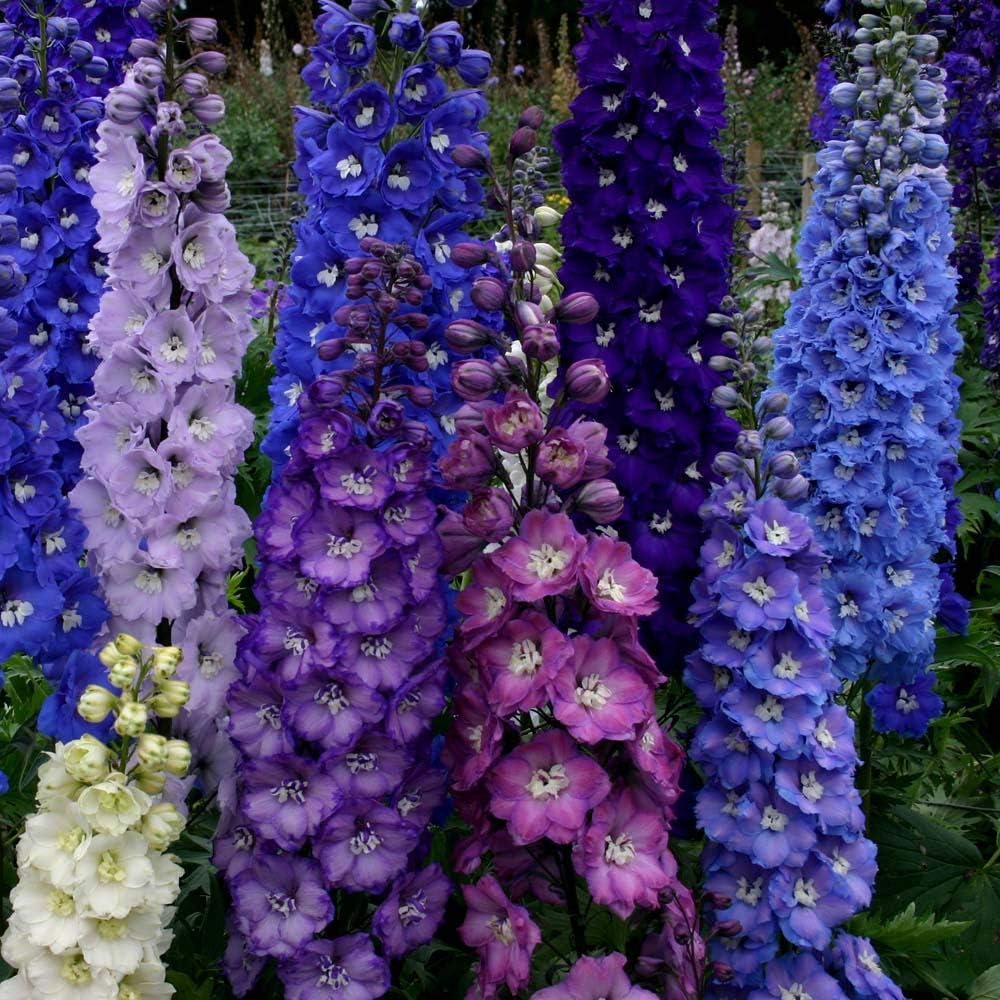 100 semillas de Delphinium púrpura oscuro flor perenne jardín semillas flores semillas flor