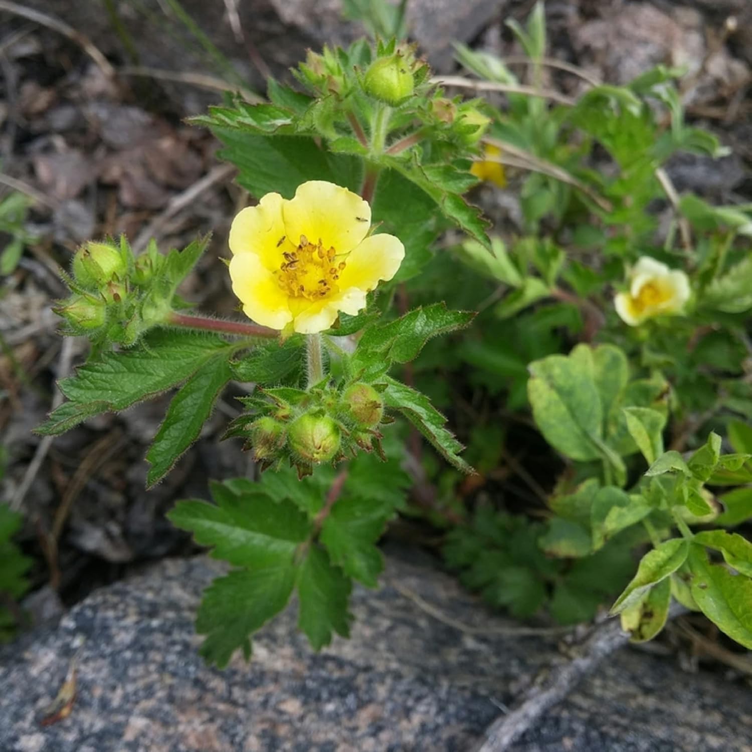 CHUXAY GARDEN 30 semillas Bigflower Cinquefoil ‘Potentilla Fissa’, frondoso Cinquefoil Precioso paisaje de flores amarillas rocas que crece en
