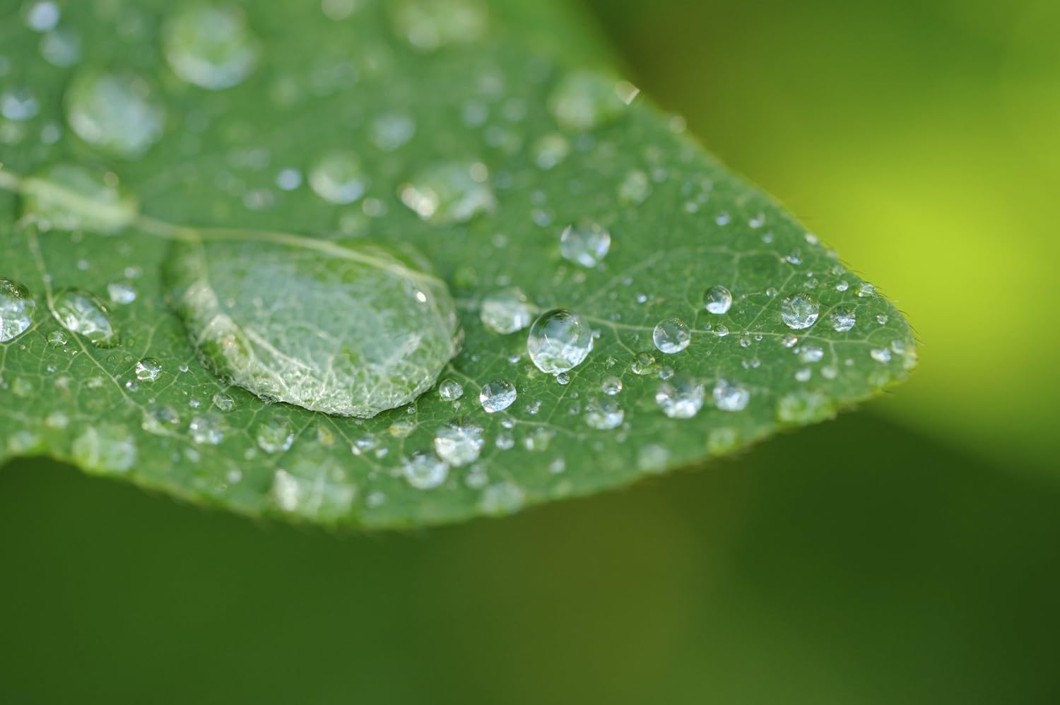 10 lentes de primer plano de alta definición de 2 elementos (Macro) compatibles con Sony Alpha A6000 A6300 A6500 A6600 (para lentes con roscas de