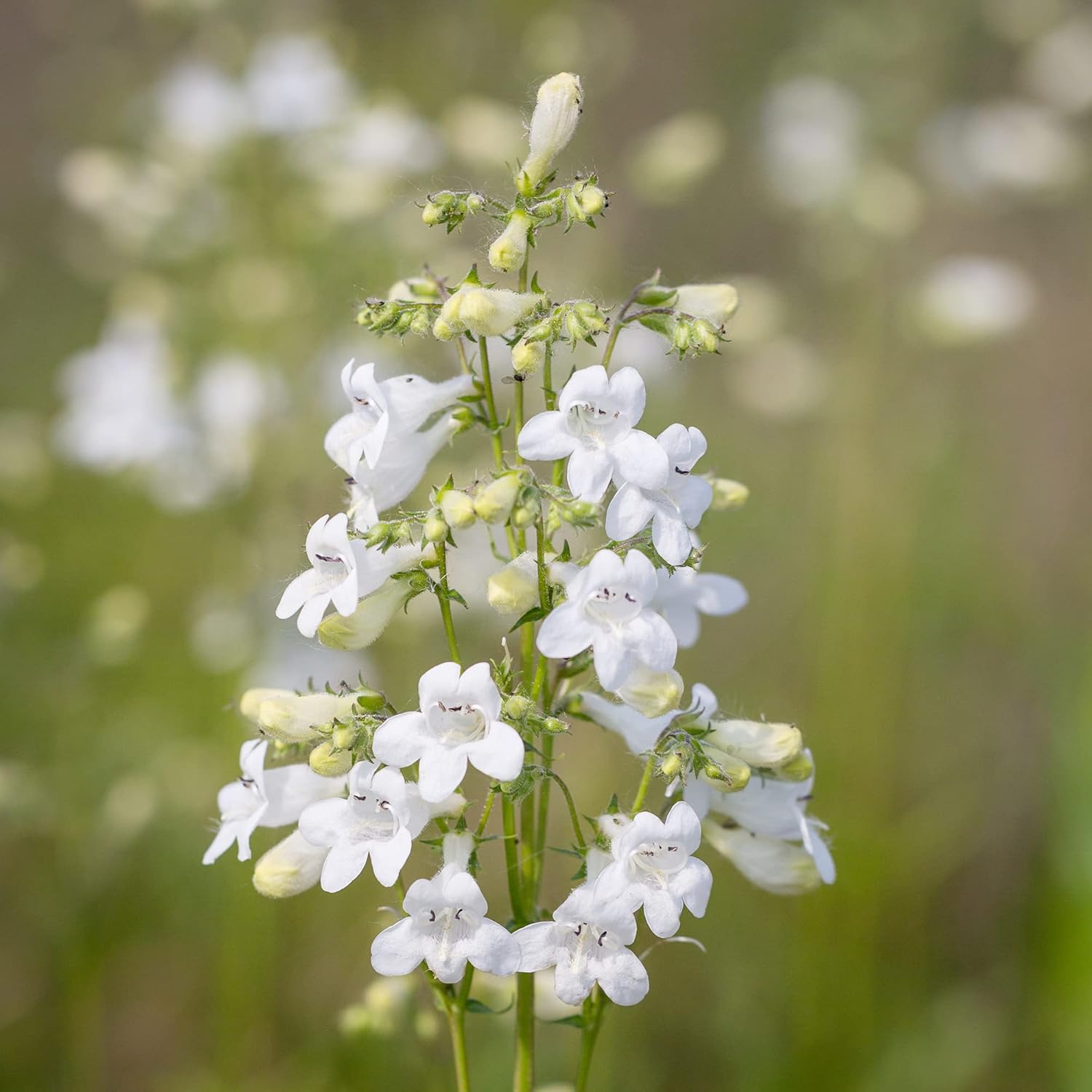 YEGAOL Garden – Semillas de lengua de barba de dedalera Penstemon Digitalis, flores de corte perenne, tolerantes a la sequía, resistentes a los