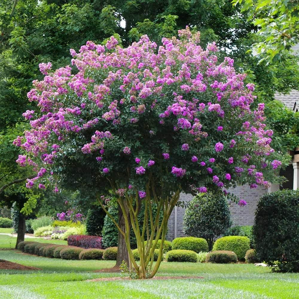 Crape Myrtle Muskogee  10 plantas vivas  Lagerstroemia Indica  Hermoso árbol floreciente de lavanda de bajo mantenimiento