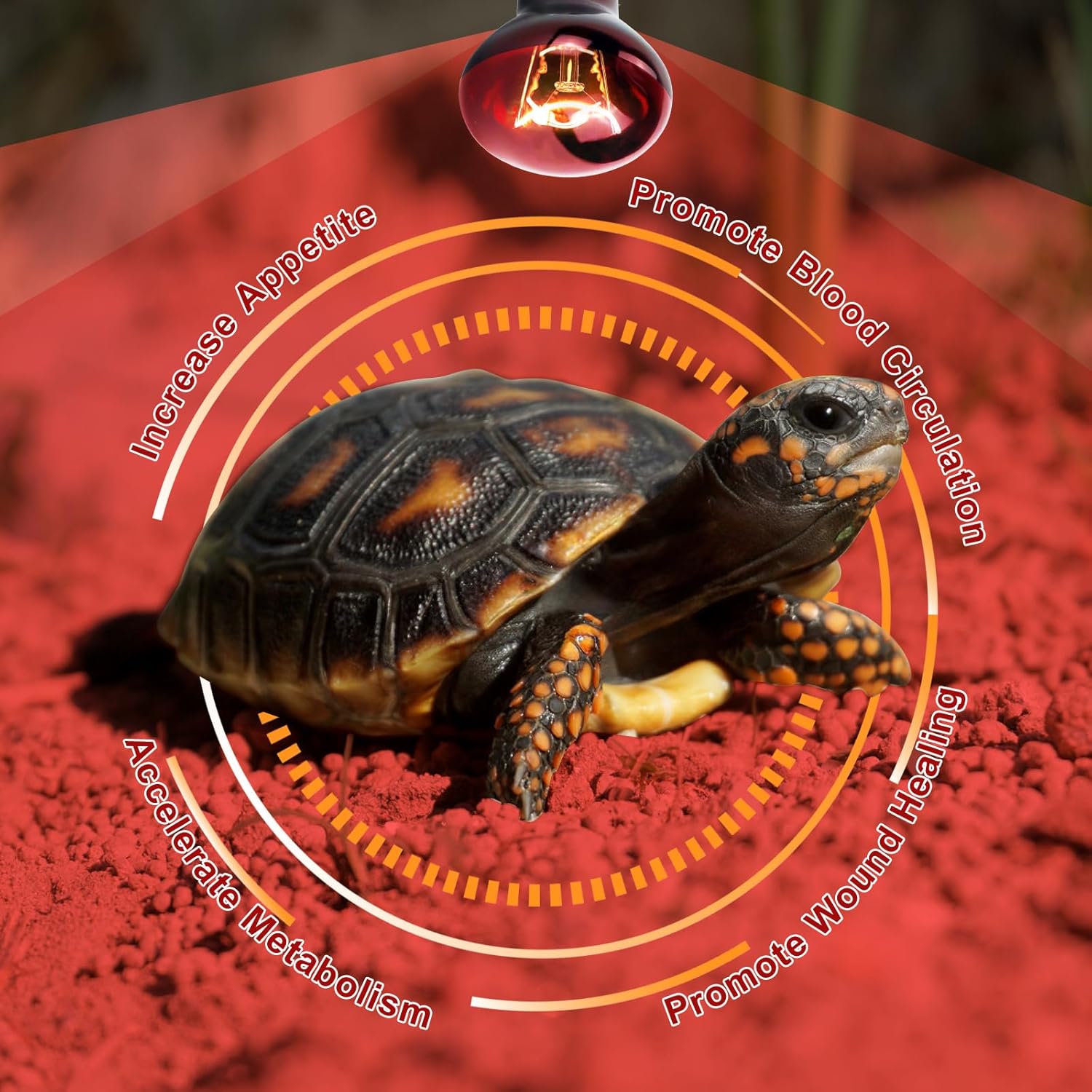 Cenipar Bombilla infrarroja de 75 W, ideal para una amplia variedad de reptiles, anfibios, lagartos, tortugas, serpientes y otros animales, juego de