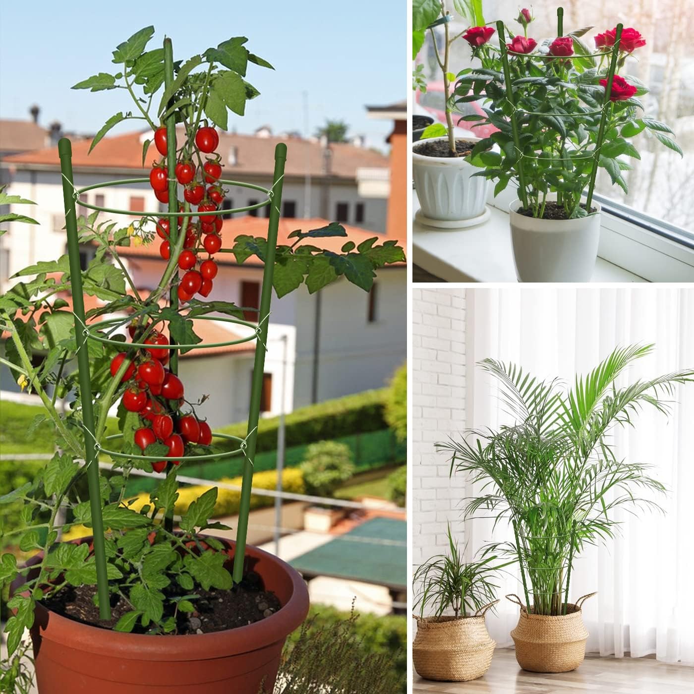 Paquete de 8 jaulas de tomate para soporte de plantas de jardín, jaulas pequeñas de tomate de 18 pulgadas con anillos ajustables, estacas para