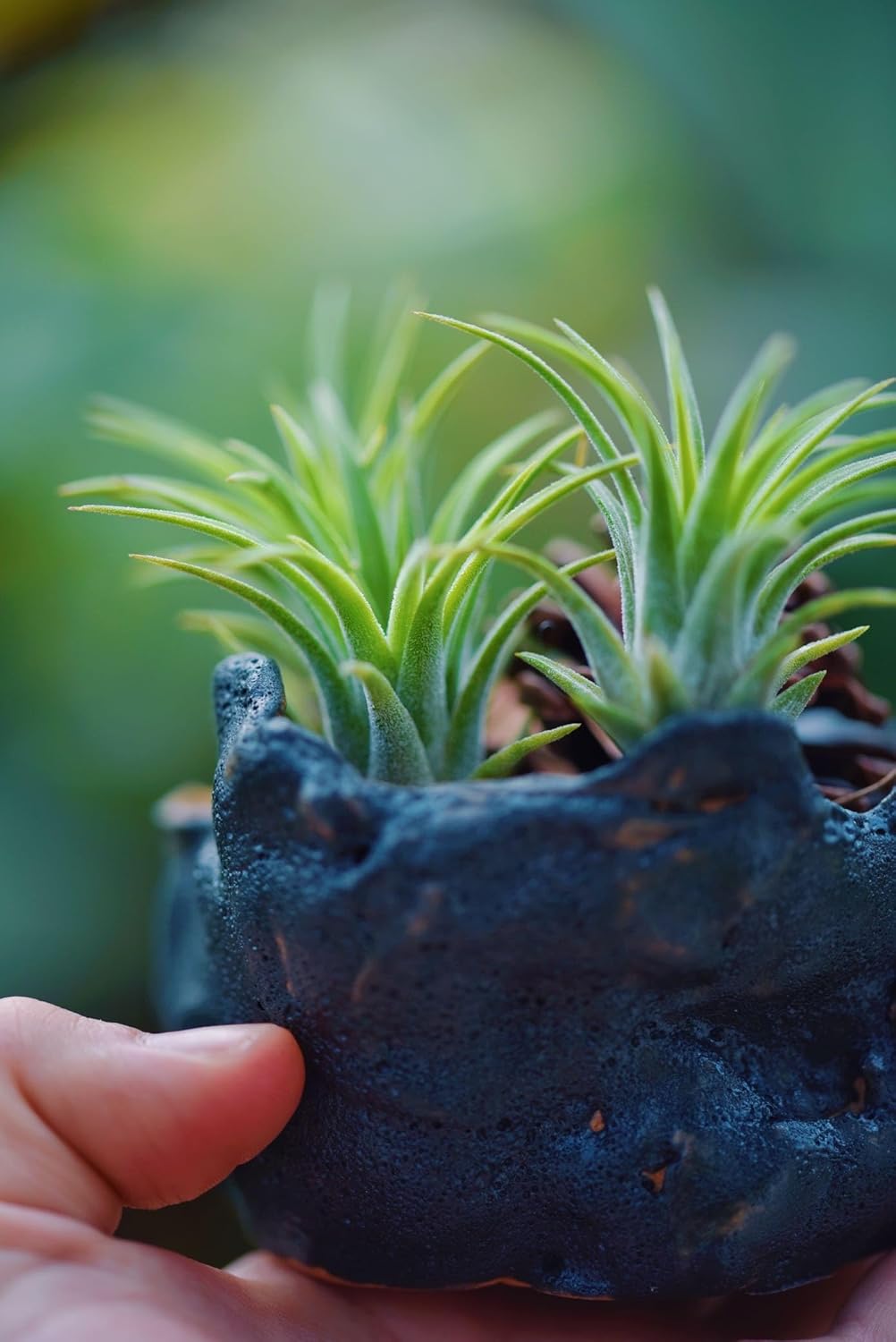 Air Plants Live – Decoración para el hogar y el jardín – Plantas de casa vivas – Fácil cuidado (6 piezas)