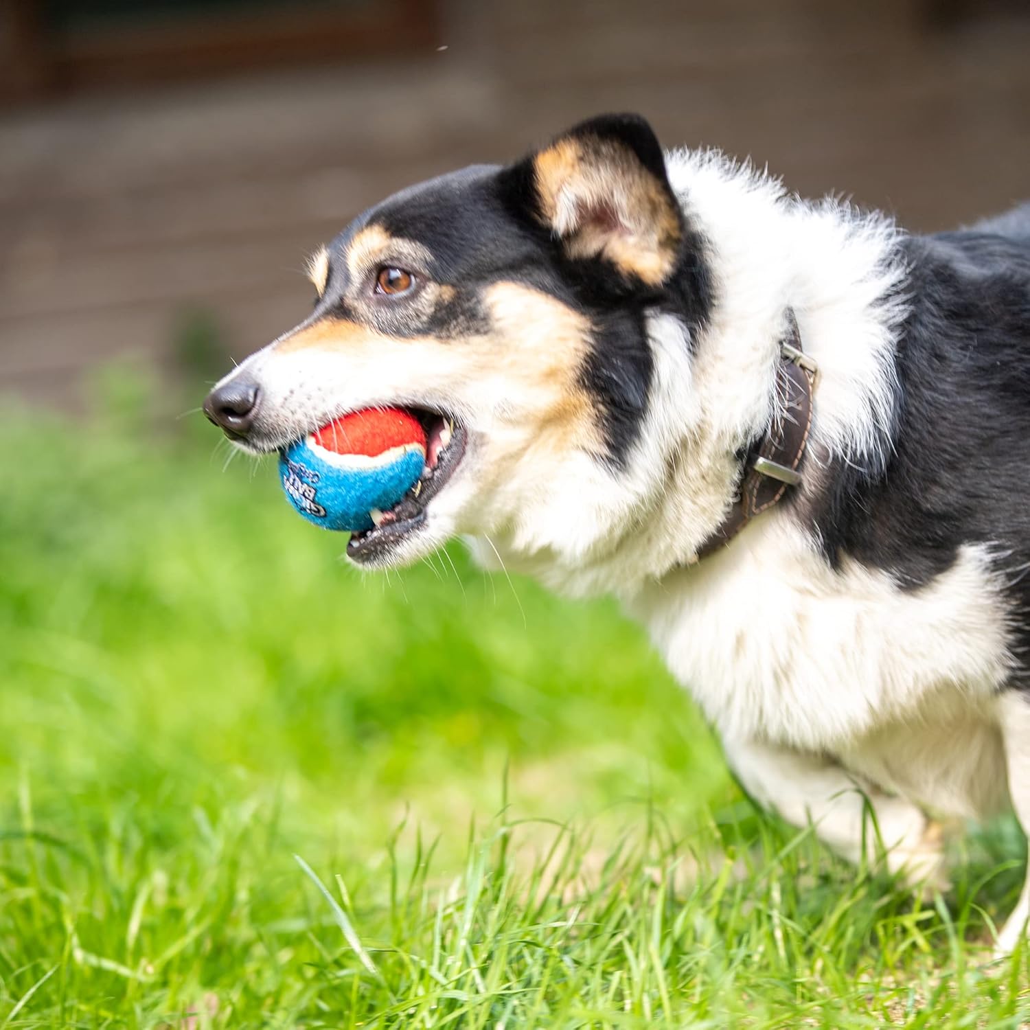 GiGwi Pelotas de tenis para perros, pelotas de tenis para perros chirriantes para ejercicio, pelotas de perro con gran capacidad de rebote de