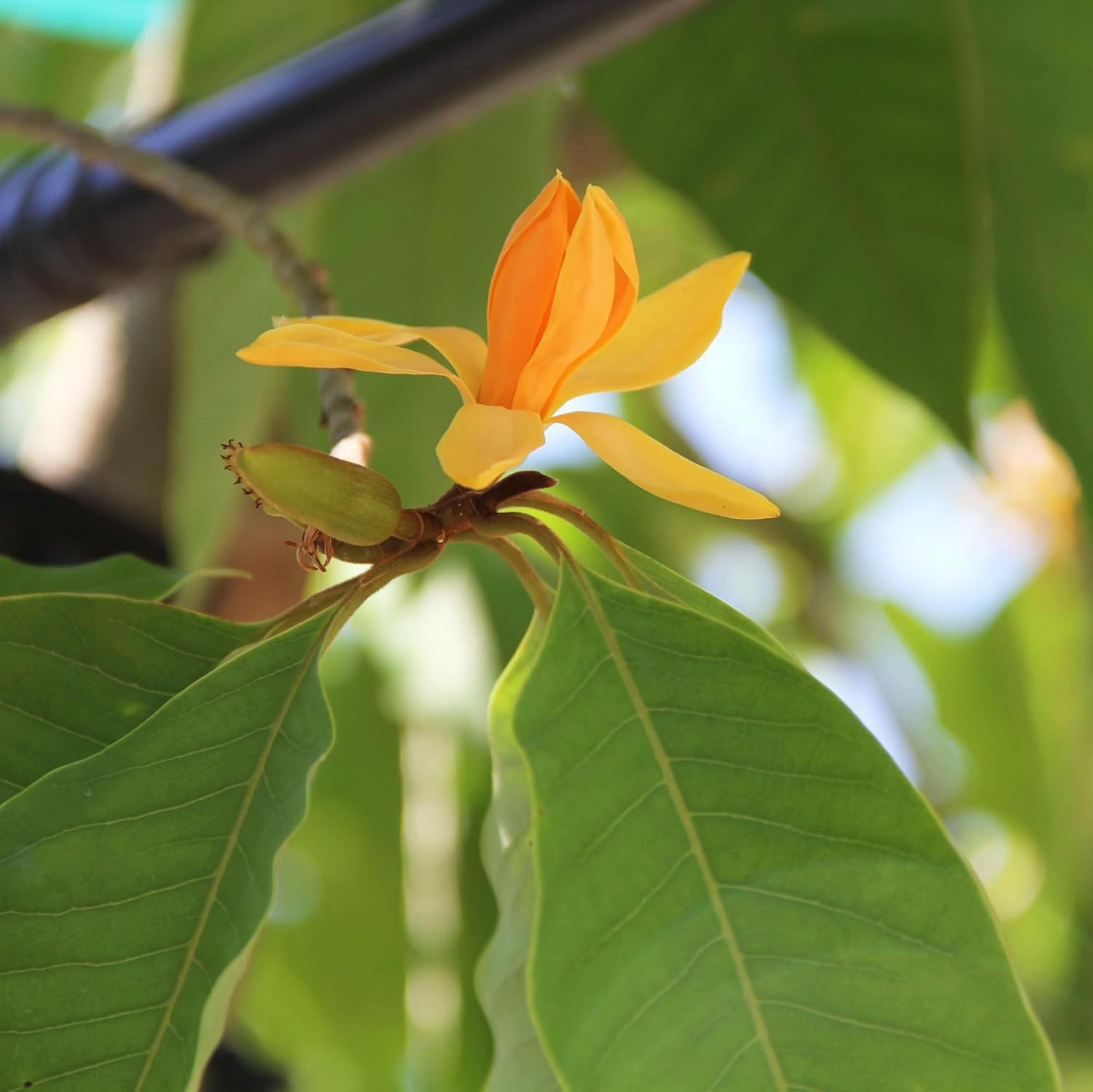 CHUXAY GARDEN Magnolia Champaca Seed 5 Semillas Champak Tree Magnolia Tree Semillas de flores amarillas altamente fragantes para plantar, grandes