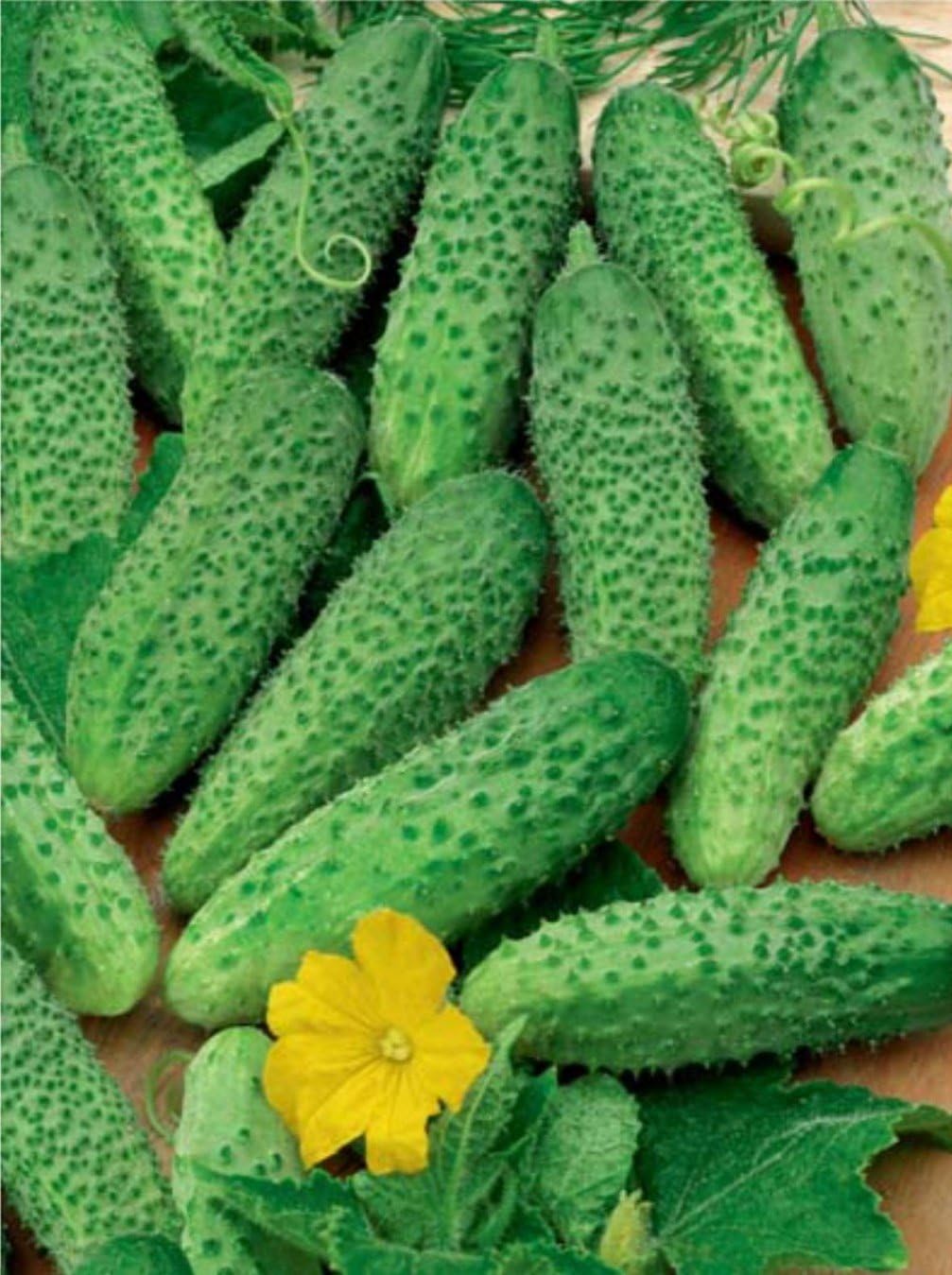 Herencia de Titus de pepino vegetal para decapado 45 días – 20 semillas