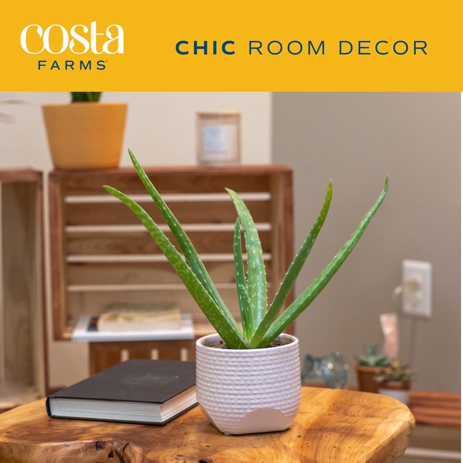 Costa Farms Planta de aloe vera, suculenta viva, planta de interior de fácil cuidado en maceta de cultivo, purificador de aire de habitación, mesa,