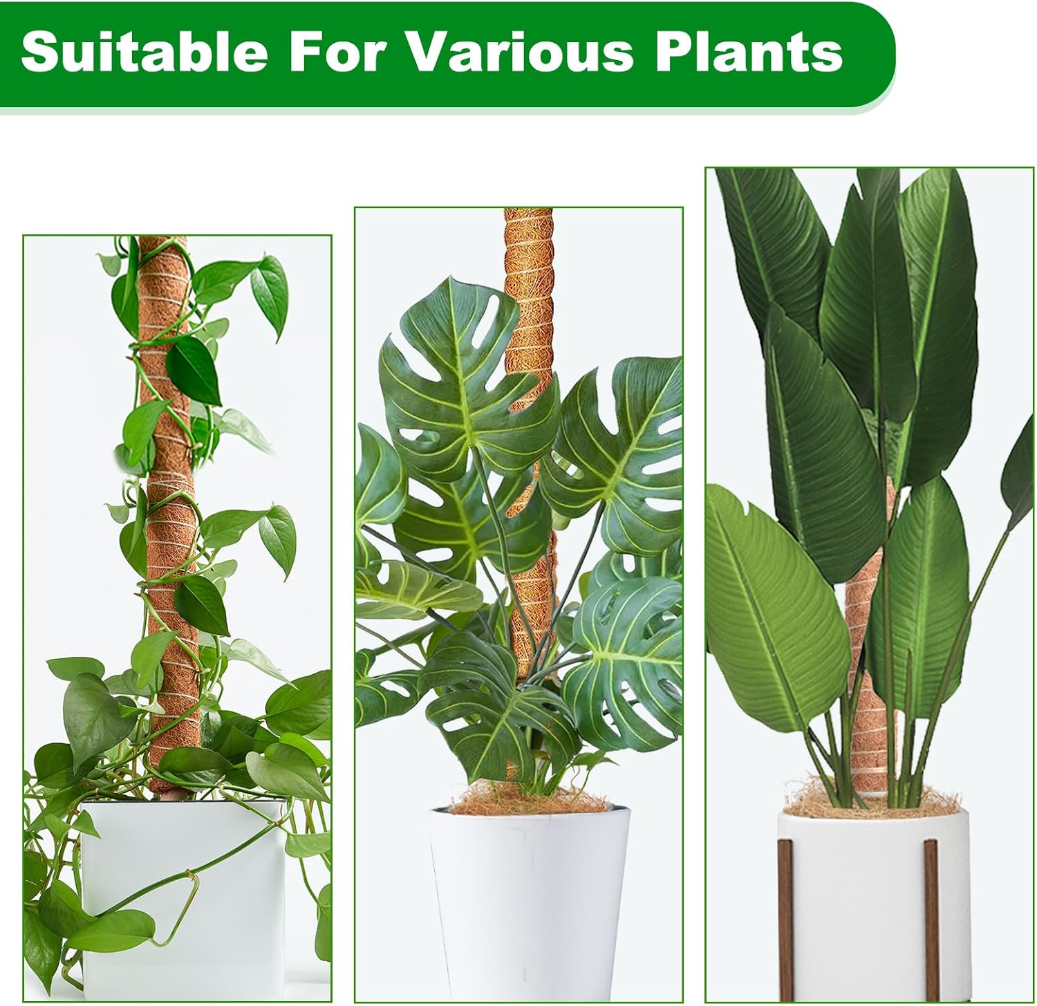 Joyhalo Poste de musgo para plantas, paquete de 2 estacas de soporte para plantas Monstera de 24 pulgadas, postes de musgo para plantas trepadoras,