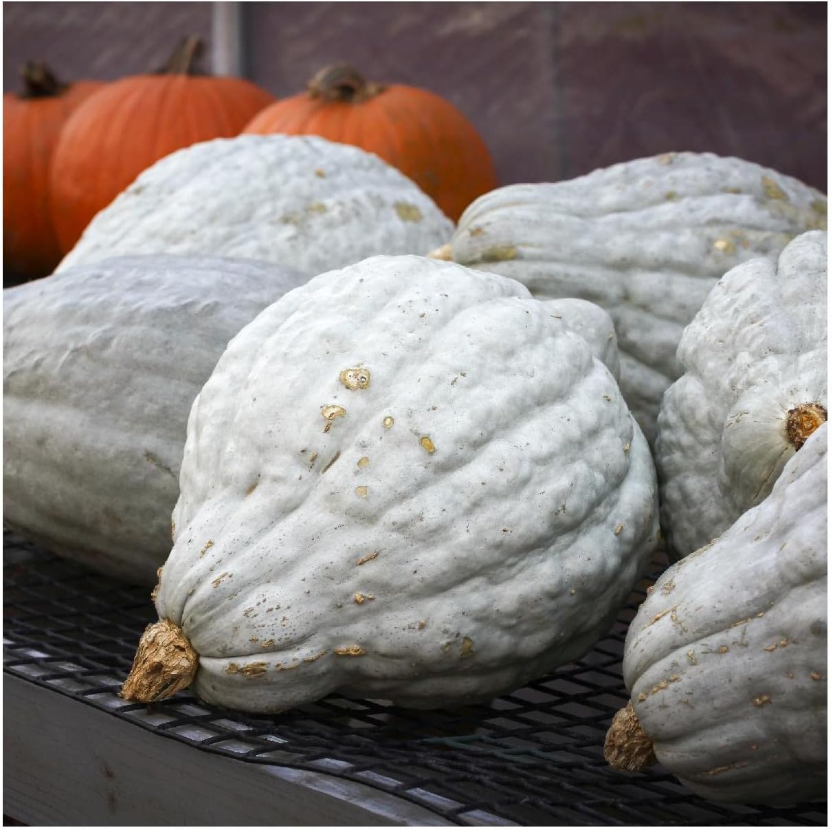 Everwilde Farms – 10 semillas de calabaza de invierno Hubbard azul orgánico – Paquete Gold Vault