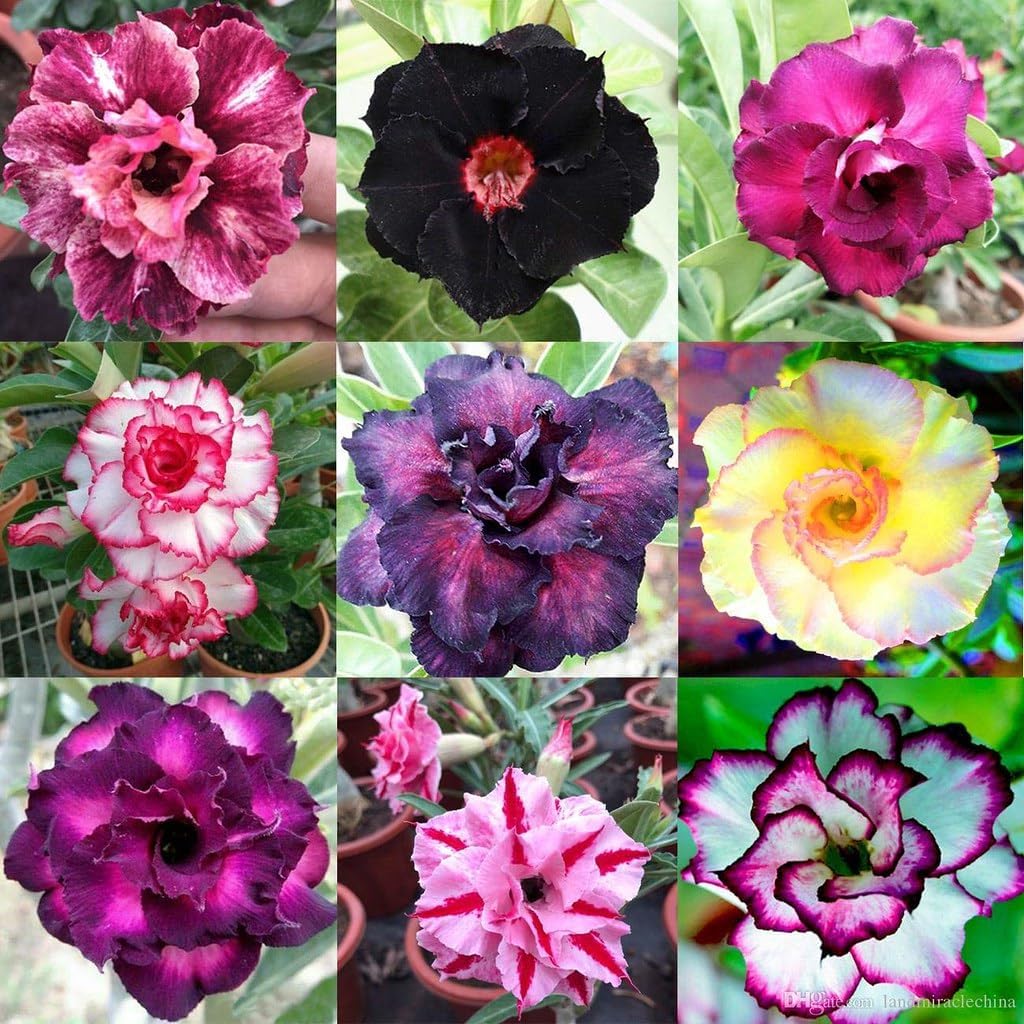 Gardenera Mezcla para macetas de rosas del desierto – Proporciona a tus adeniums la composición ideal del suelo – 3 cuartos de galón