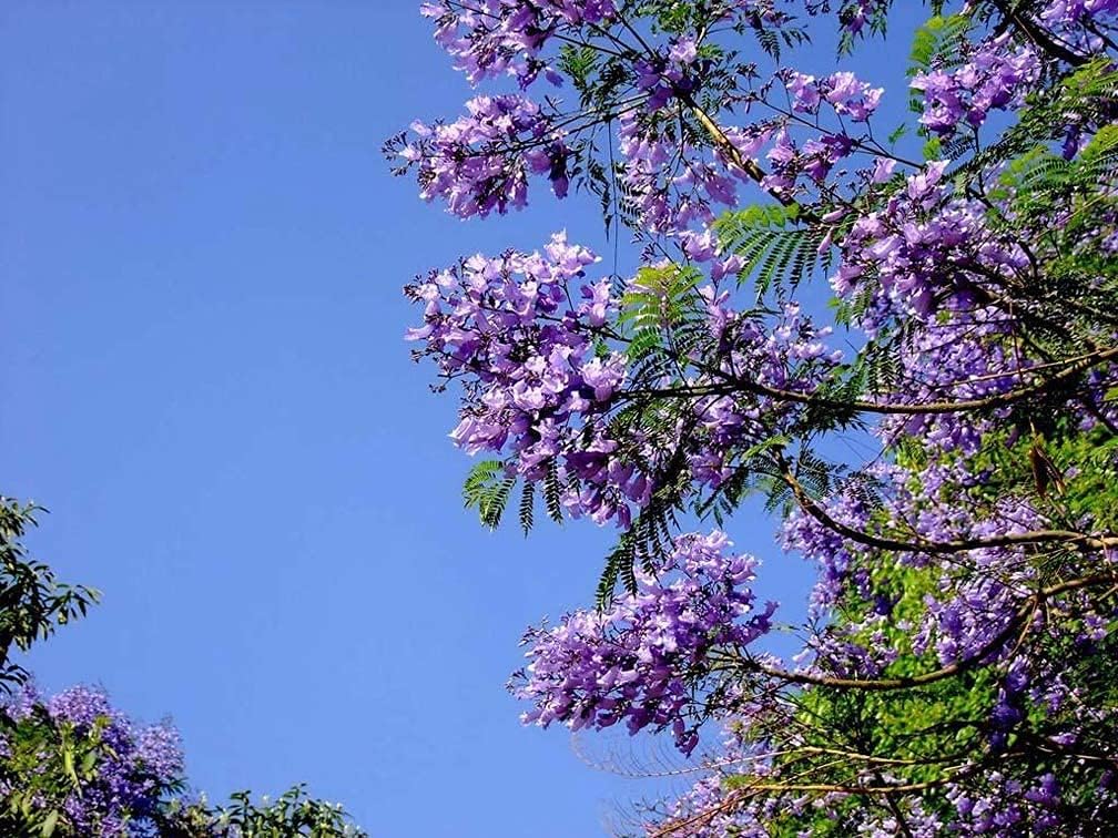 SAVOIR Semillas de árbol de Jacaranda 100PCS Semillas Jacaranda Mimosifolia Azul Púrpura Semillas de árbol de flores
