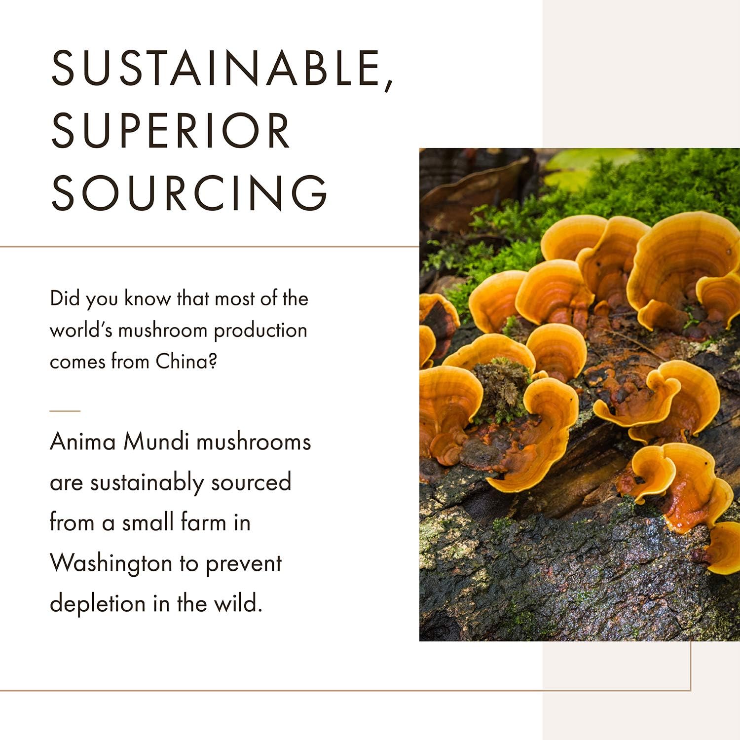 Anima Mundi Cordyceps – Polvo de hongos Cordyceps orgánico real – Suplemento en polvo de hongos para el hígado y el apoyo inmunológico – Añadir a