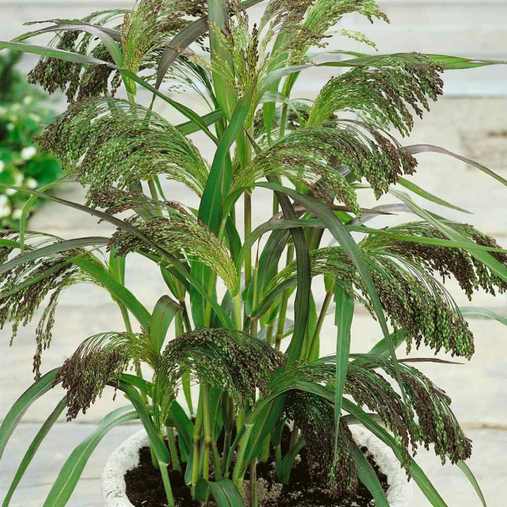 Outsidepride – 2000semillas de la hierba ornamental anual Panicum Violaceum (mijo morado Panic Grass) para sembrar.