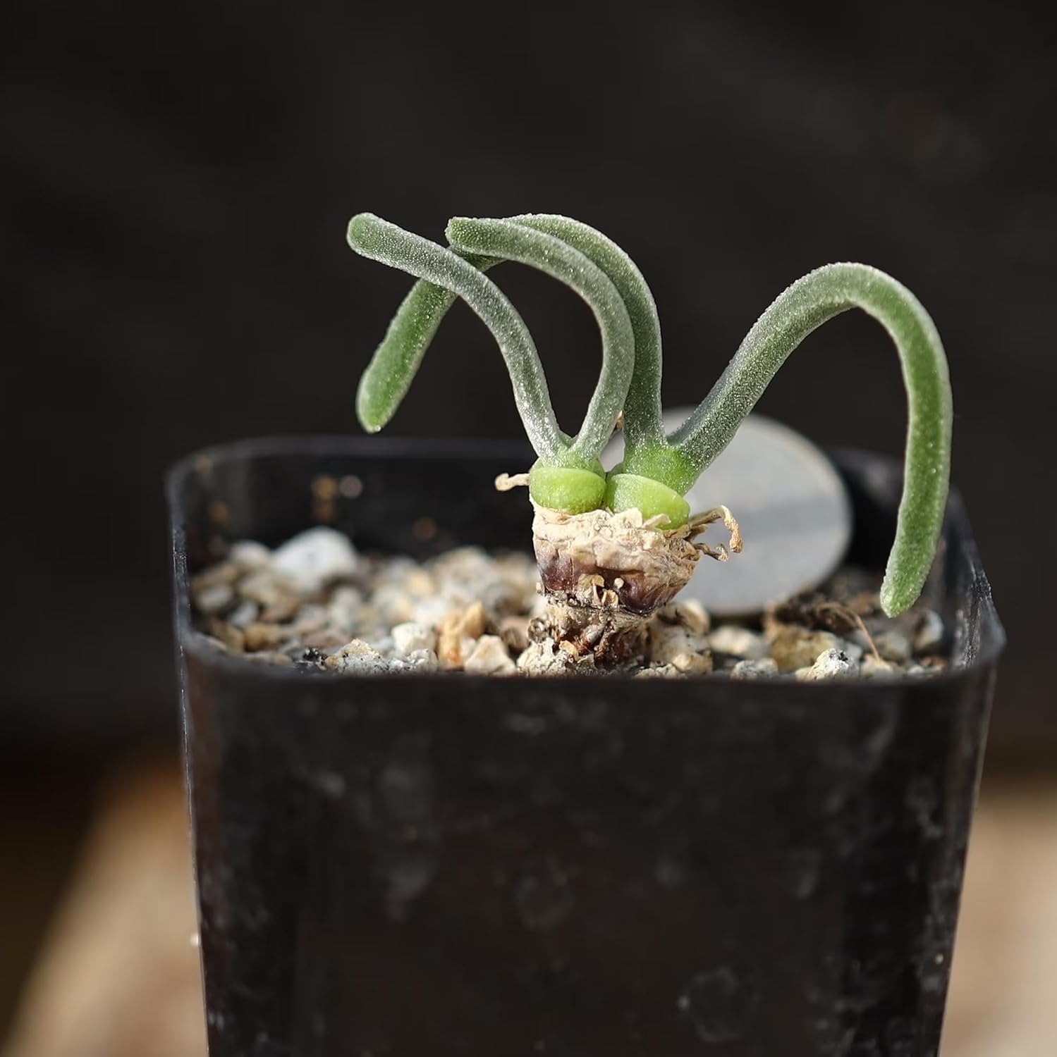 CHUXAY GARDEN Monilaria Obconica Semillas 70 Semillas Conejito Suculenta Forma Rara Contenedor Ornamental Gran Bonsái de Escritorio