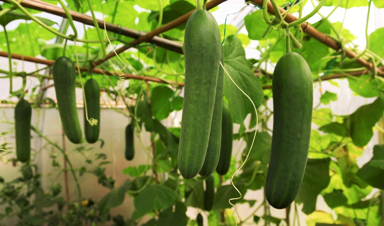 Semillas de pepino persa – Paquete de más de 90 unidades – para pepinos libaneses de Oriente Medio 2024 Beit Alpha F1 Hybrid Burpless Kirby