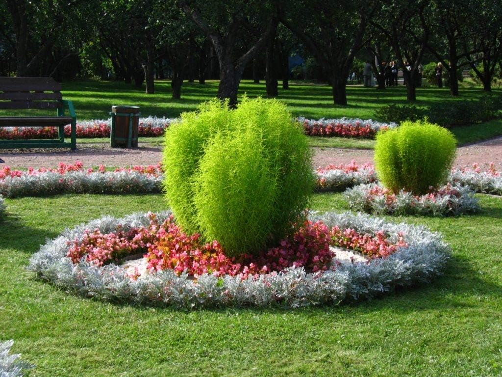Seeds4planting – Semillas Verano Ciprés Ardiente Arbusto Kochia Flores Anuales 500 Semillas