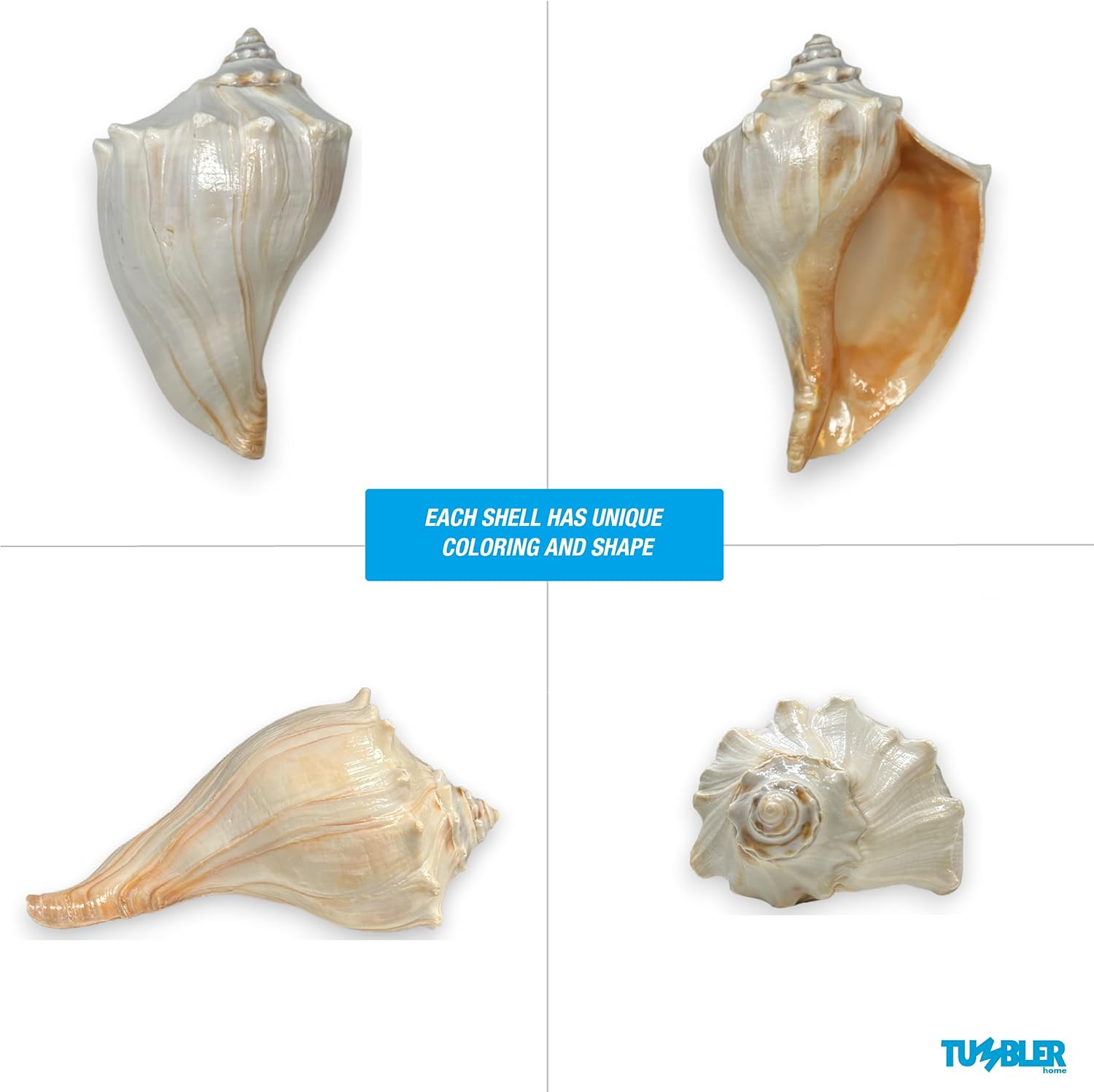 Concha de ballena atlántica, conchas marinas grandes, conchas marinas para decoración, conchas grandes para decoración de habitaciones playeras,