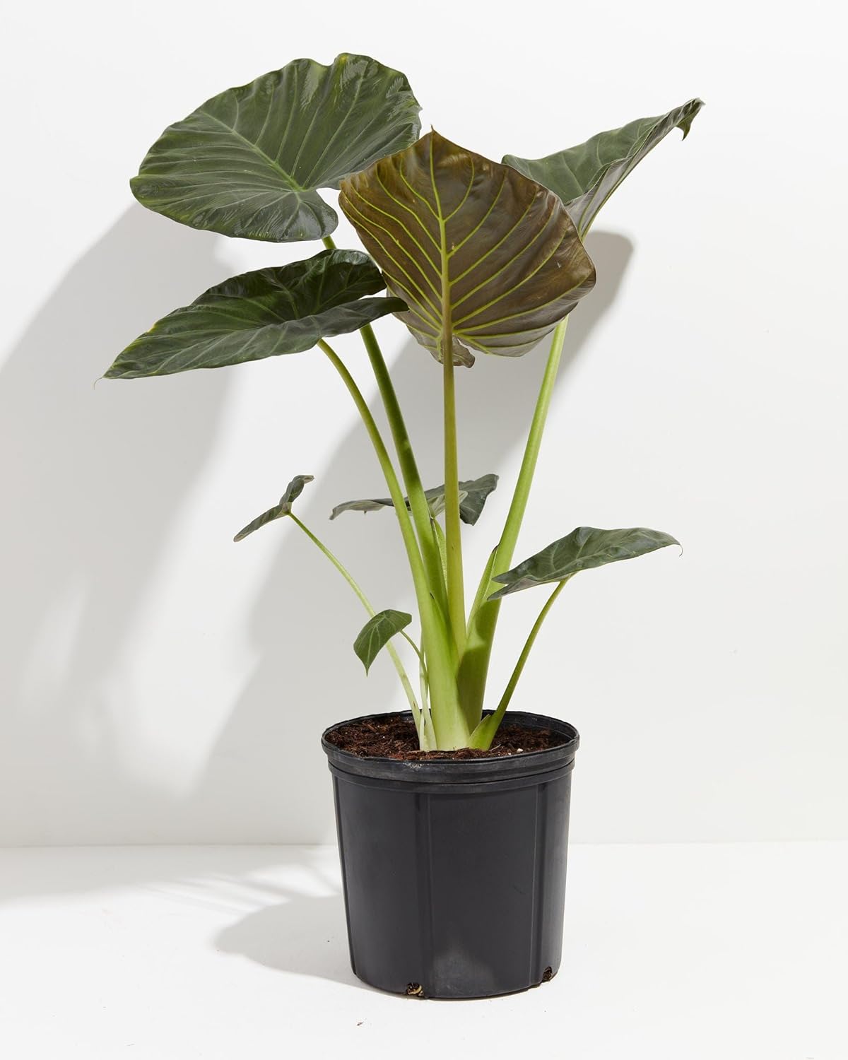Mezcla de tierra prémium para plantas de orejas de elefante – Fórmula nutritiva para un crecimiento impresionante y un follaje llamativo – 5 cuartos