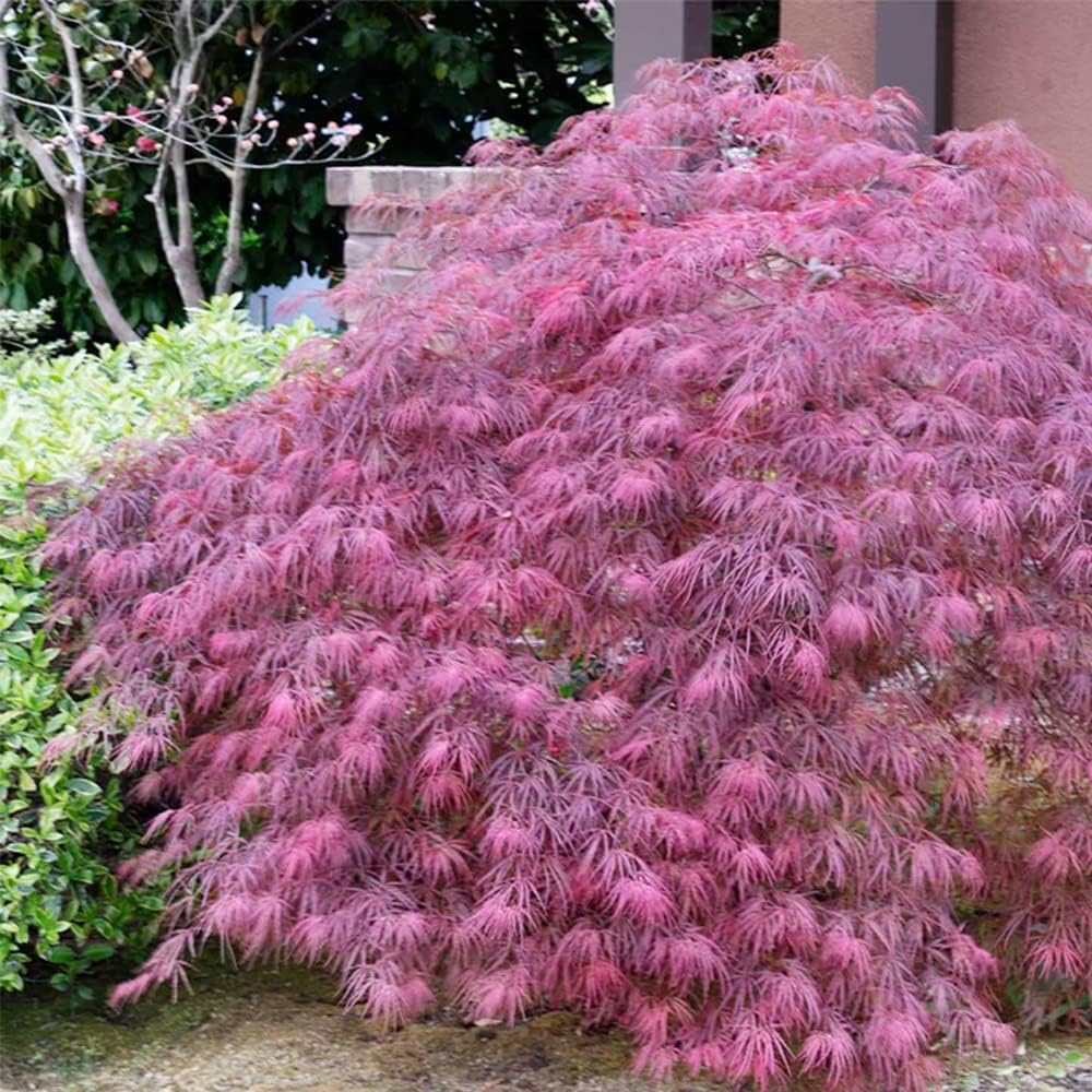 QAUZUY GARDEN 10 semillas de laceleaf llorando arce japonés Laceleaf árbol de arce  Planta colorida y atractiva para casas de jardín, fácil de