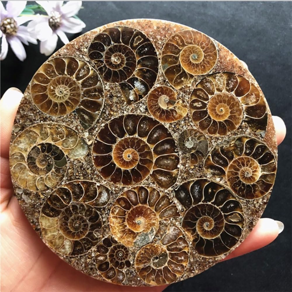 Disco de amonita natural, caracola fósil, espécimen de nautilus, decoración curativa, regalo de posavasos, disco artístico, cristal de cuarzo,