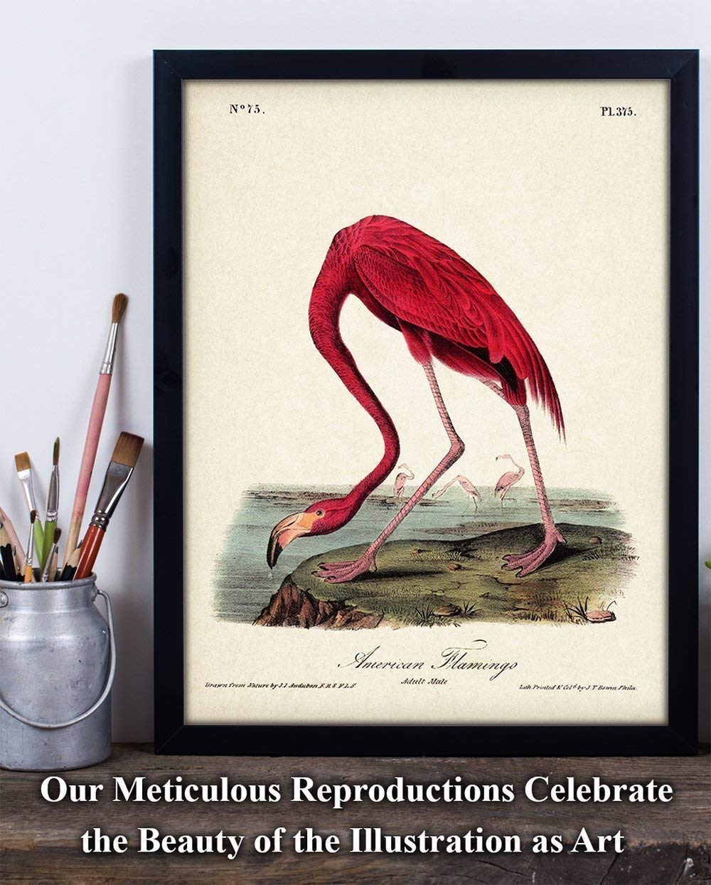 American Flamingo Illustration – 11×14 Unframed Art Print – Great Wall Decor Under $15