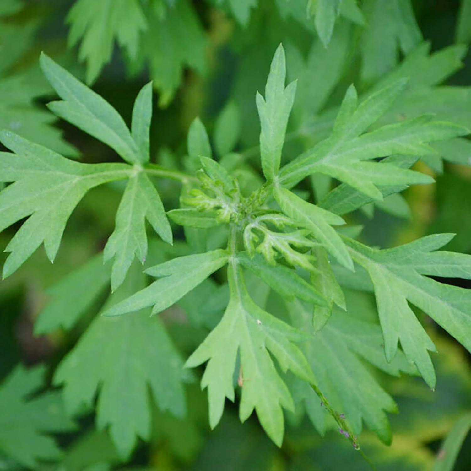YEGAOL Garden – Semillas de artemisia vulgaris, planta perenne resistente, aspecto distintivo aromático, hojas aromáticas, beneficios potenciales