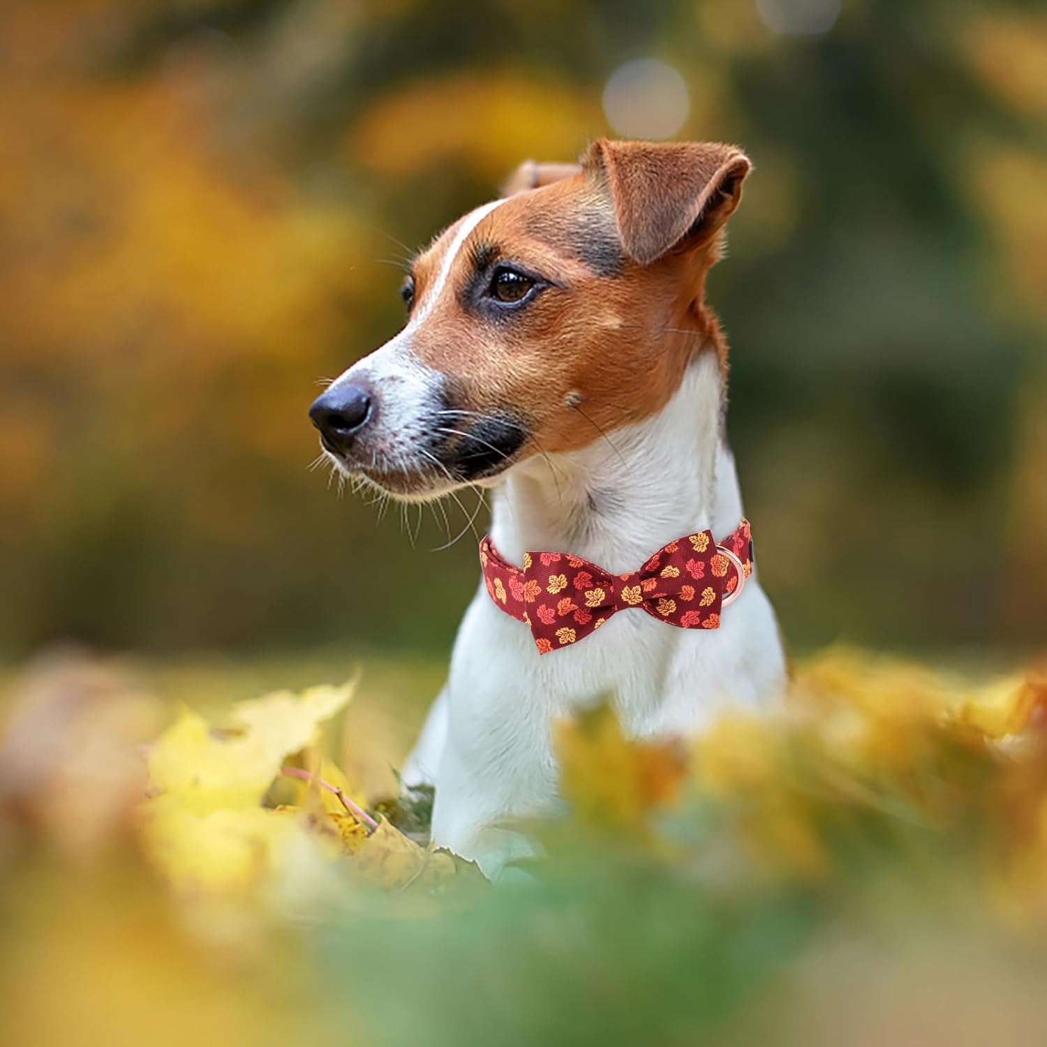 MACA Bates – Collar de perro con pajarita para algodón suave para otoño, collar de perro con hebilla de metal, collar de perro de hoja ajustable