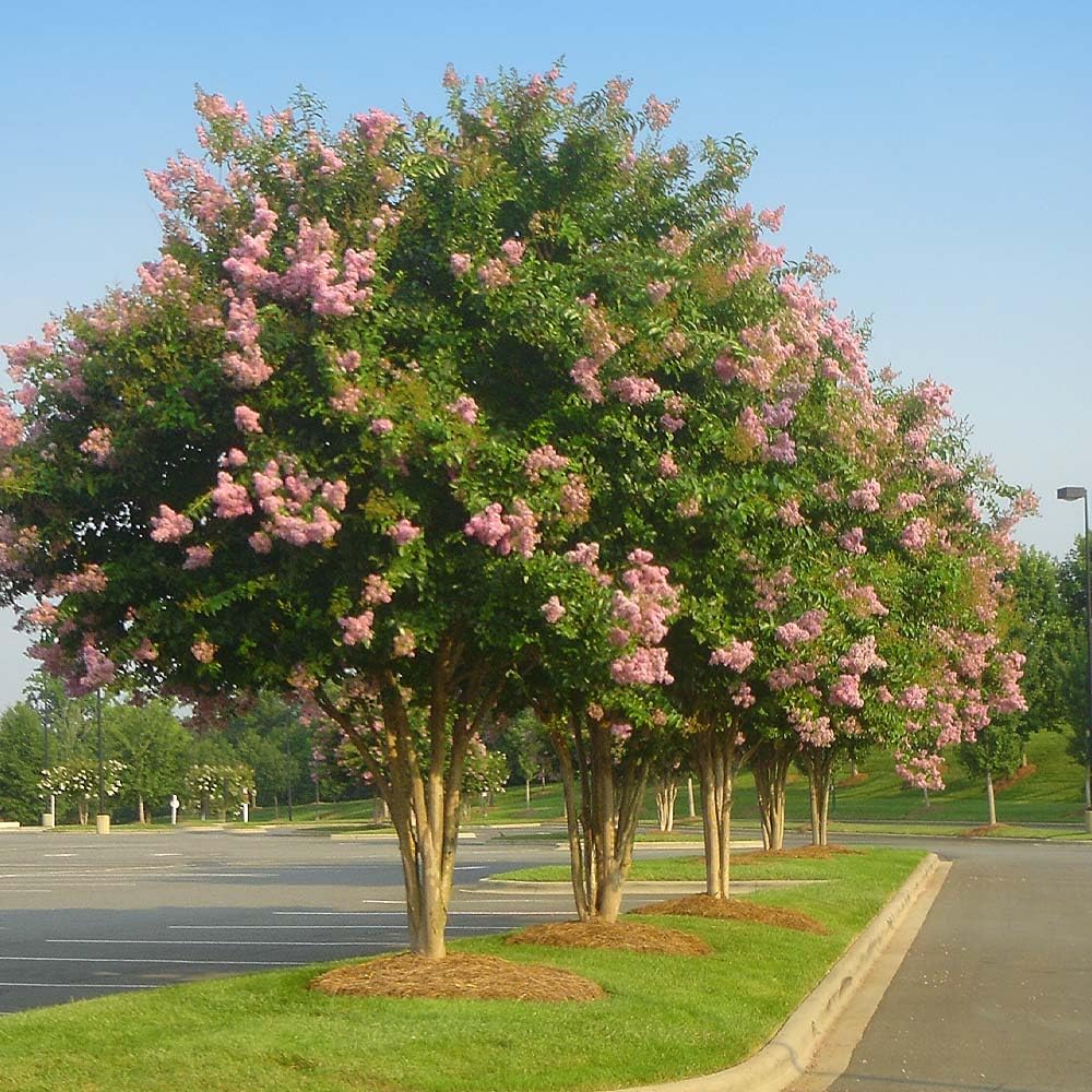 Crape Myrtle Sioux  3 plantas vivas  Flores de color rosa intenso vibrantes, planta viva, arbusto ornamental espectacular para impresionantes
