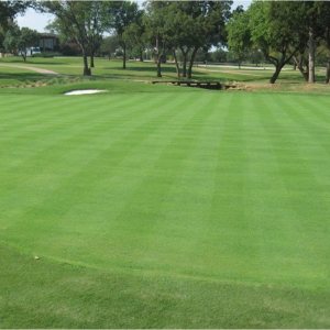 Penncross Creeping – Agrostis, 1 libra Penncross Creeping – Agrostis, 1 libra