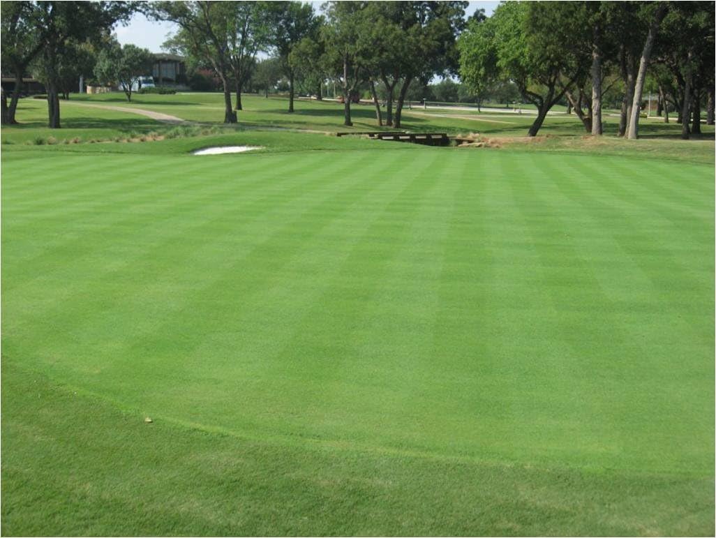 Penncross Creeping – Agrostis, 1 libra