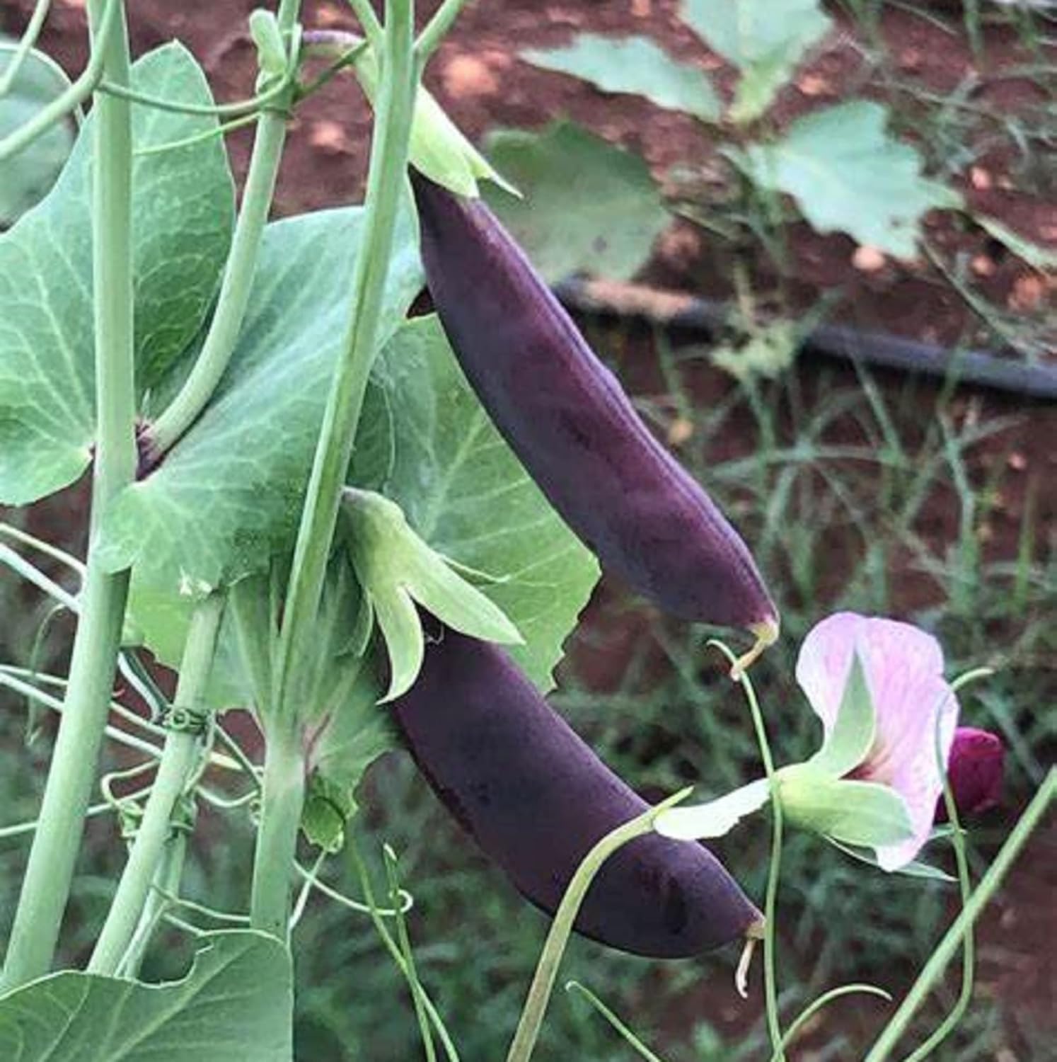 CHUXAY GARDEN 100 semillas de guisante de azúcar de magnolia, guisante de azúcar de color morado profundo, Pisum Sativum delicioso vegetal ideal