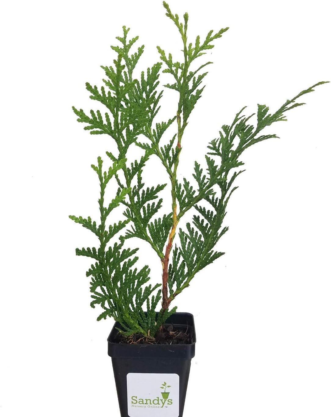 Thuja Green Giant Arborvitae Lote de 20, maceta de 3 pulgadas