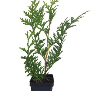 Thuja Green Giant Arborvitae Lote de 20, maceta de 3 pulgadas Thuja Green Giant Arborvitae Lote de 20, maceta de 3 pulgadas
