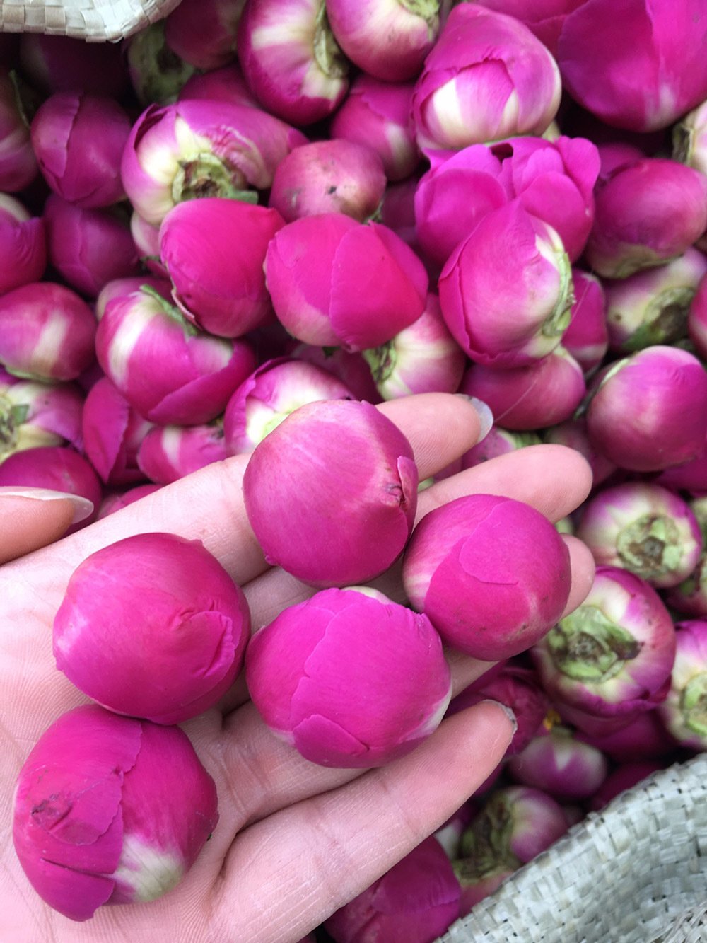TooGet Bola de peonía fragante Paeonia lactiflora flores secas naturales de peonía al por mayor, grado superior – 4 onzas