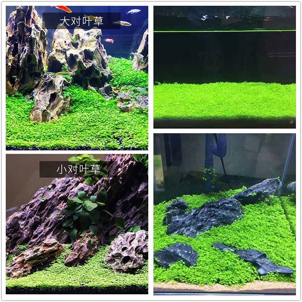 Planta de acuario viva, hierba de agua con semillas, 1 onza de agua dulce acuática, mini hoja de perla pequeña para pecera, terrario, alfombra enana