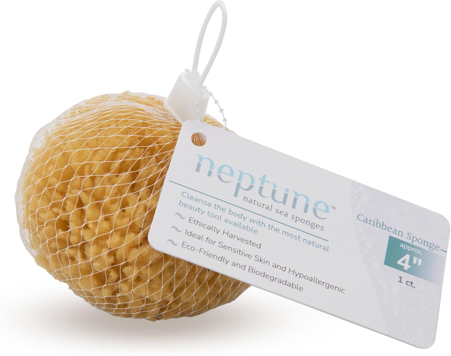Neptune Esponja natural del mar del Caribe – Esponja de mar renovable natural (4 pulgadas)