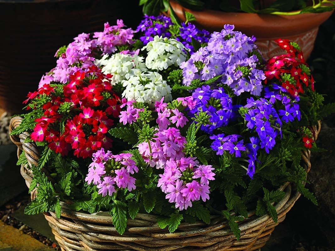 100pcs Semillas Verbena Drawf Mix Flor Anual Jardín Flores para Plantar No GMO