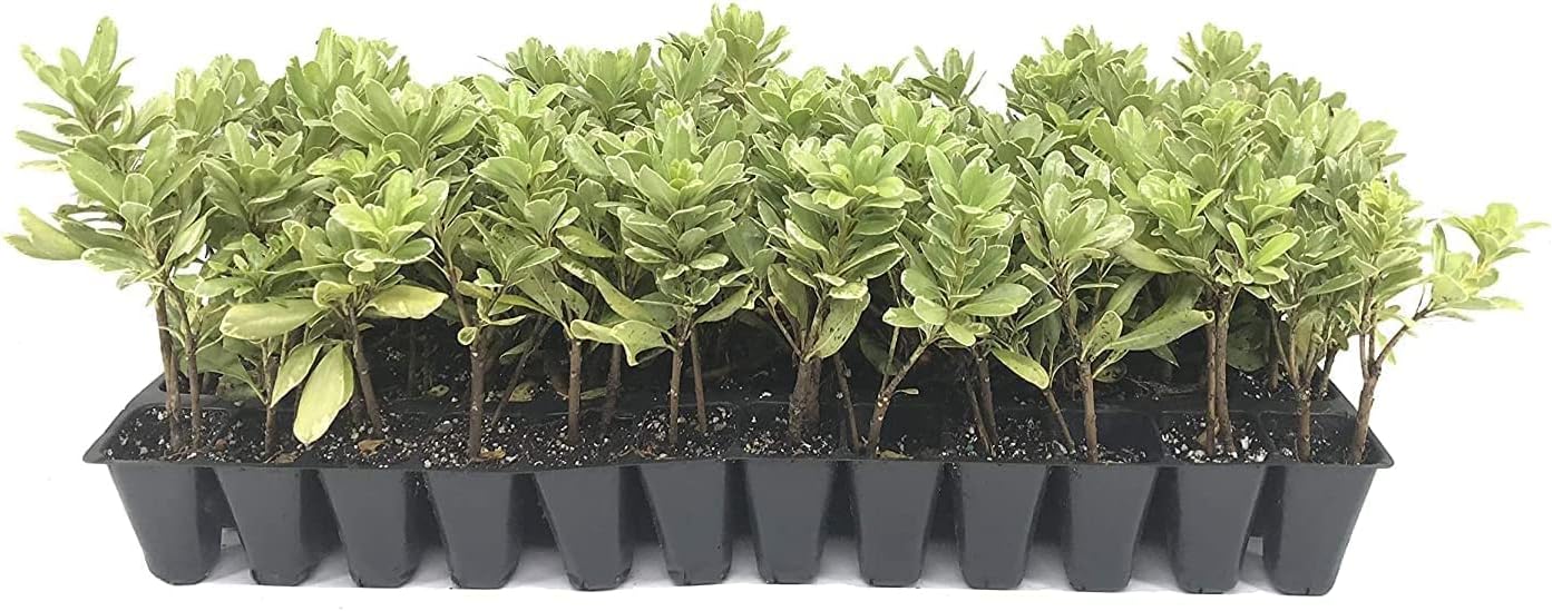 Pittosporum abigarrado  20 plantas vivas  Pittosporum Tobria Variegatum  Arbusto de seto con acento de borde de hoja perenne