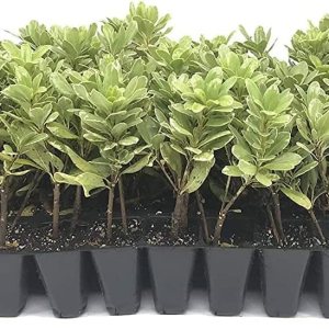 Pittosporum abigarrado  20 plantas vivas  Pittosporum Tobria Variegatum  Arbusto de seto con acento de borde de hoja perenne Pittosporum abigarrado  20 plantas vivas  Pittosporum Tobria Variegatum  Arbusto de seto con acento de borde de hoja perenne