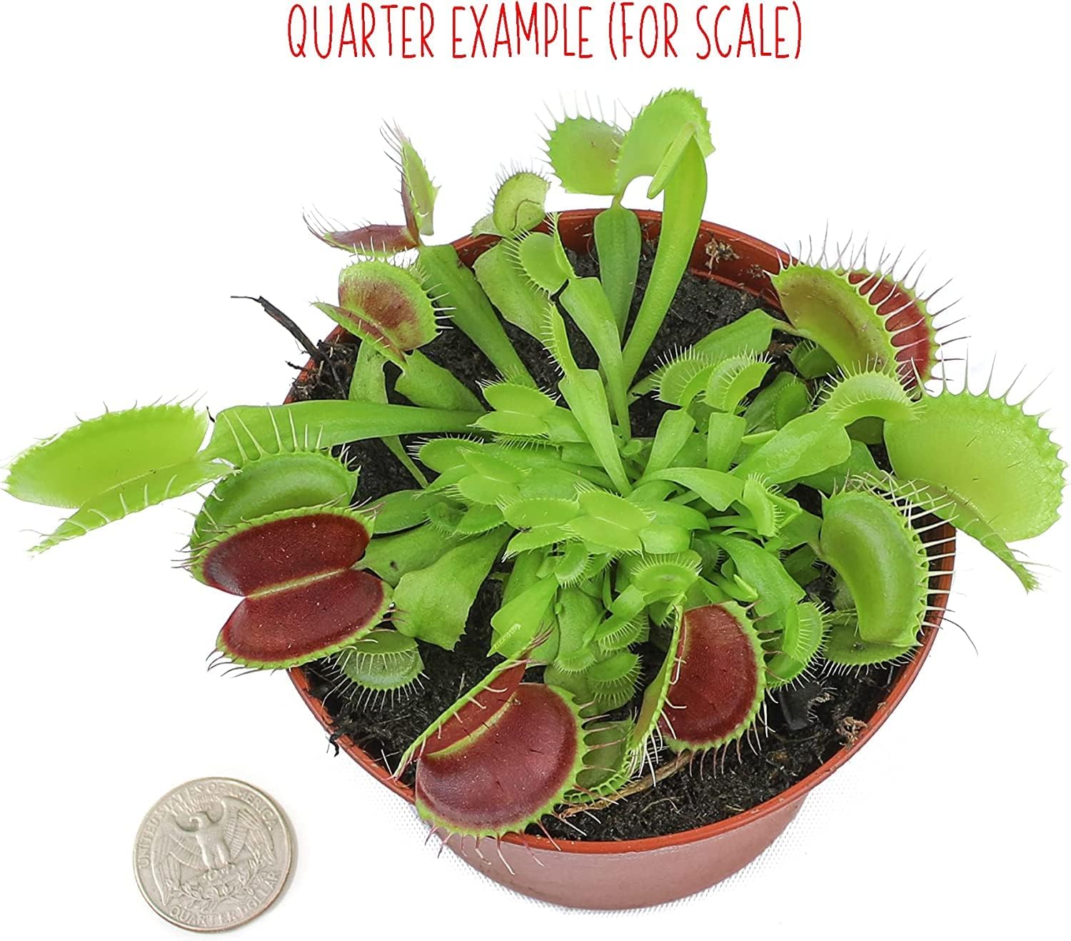Altman Plants, Plantas vivas Venus atrapamoscas vivas (3PK), planta viva Venus trampa para moscas viva en suelo Venus trampa para moscas, plantas de