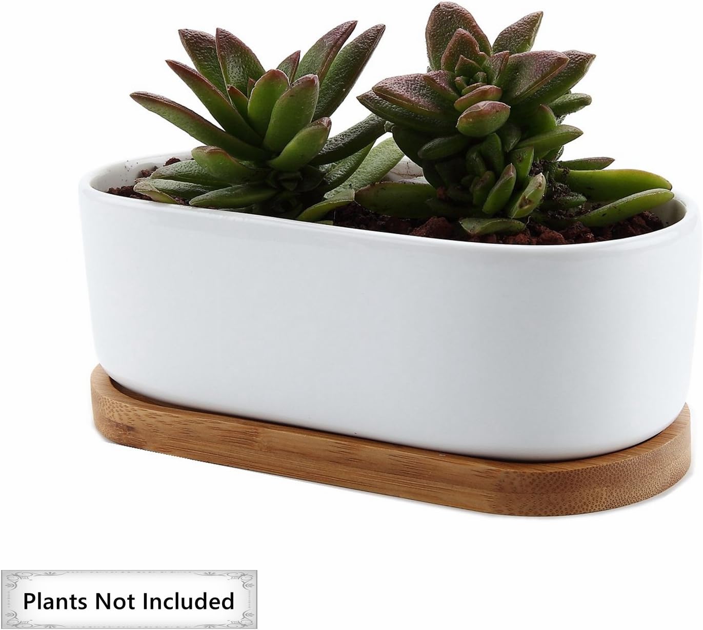 T4U Macetas pequeñas blancas para suculentas con bandeja de bambú, contenedor ovalado para plantas de cactus para decoración de mesa de oficina en