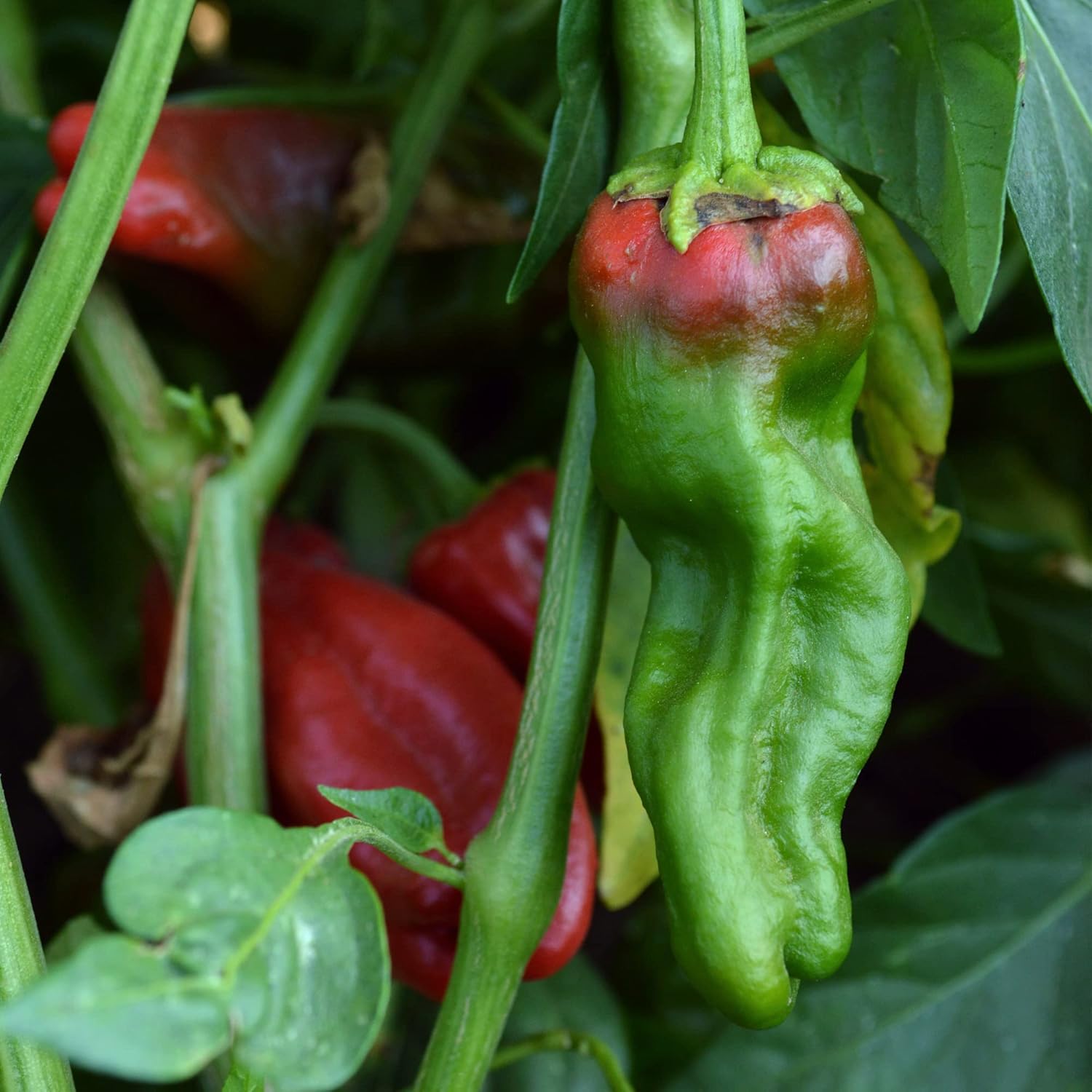 Padron – Semillas de pimiento picante – Paquete de 300 mg  50 semillas – Sin OMG, reliquia – Huerto – Capsicum annuum