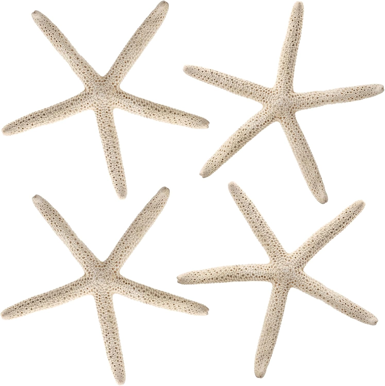 4 estrellas de mar naturales de 7 a 8 pulgadas para hacer manualidades, decoración de playa, fiesta temática de boda, decoración de pared del hogar,