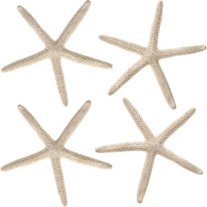 4 estrellas de mar naturales de 7 a 8 pulgadas para hacer manualidades, decoración de playa, fiesta temática de boda, decoración de pared del hogar, 4 estrellas de mar naturales de 7 a 8 pulgadas para hacer manualidades, decoración de playa, fiesta temática de boda, decoración de pared del hogar,